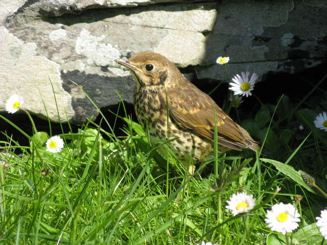 Image of Song Thrush