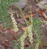 Image of Hayden's milkvetch