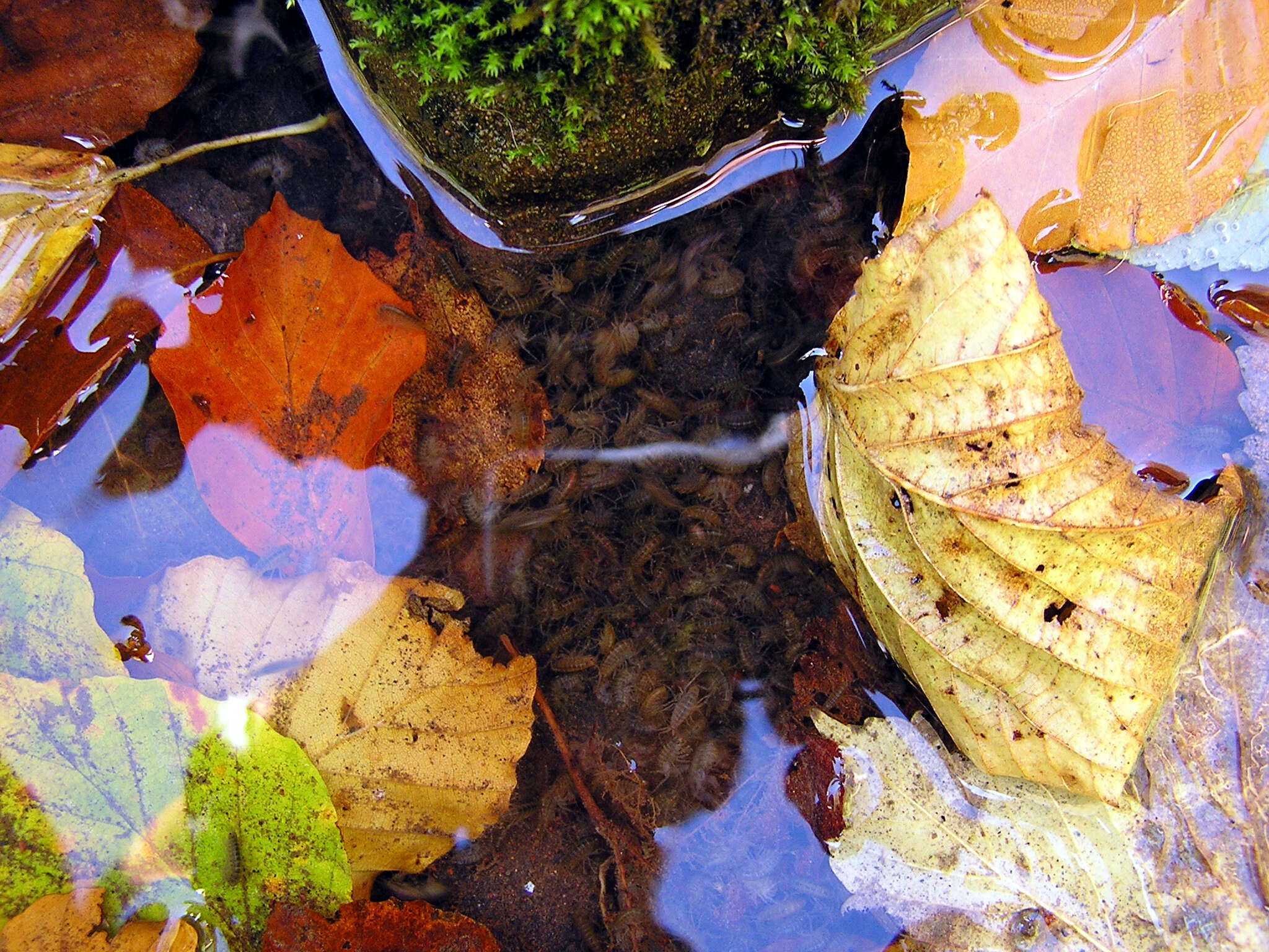 Image of Freshwater shrimp