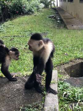 Image of white-faced capuchin