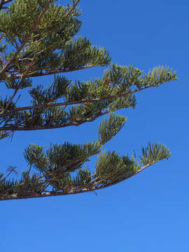 Image of Norfolk Island Araucaria