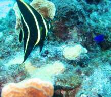 Image of Angelfish