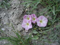 Image of Field Bindweed