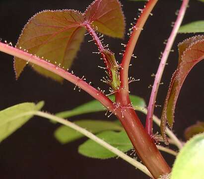 Image of bellyache bush