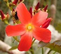 Image of Jatropha macrantha Müll. Arg.