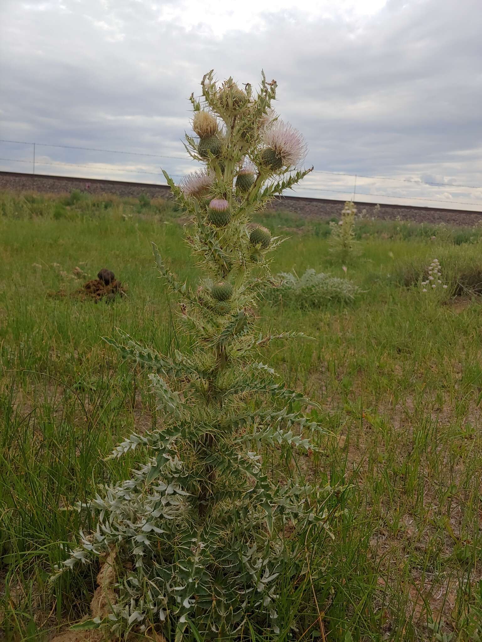 Image of Cirsium scariosum var. coloradense (Rydb.) D. J. Keil