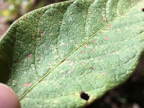 Слика од Desmodium nuttallii (Schindl.) B. G. Schub.