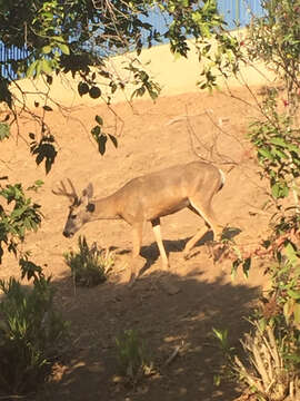 Image of Odocoileus hemionus californicus (Caton 1876)