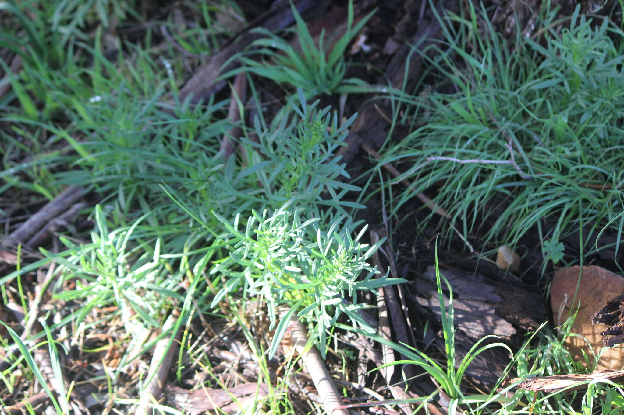 Senecio spanomerus I. Thomps. resmi