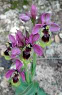 Image of Sawfly orchid