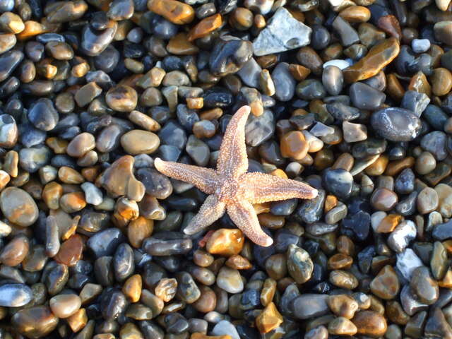 Image of Common sea star