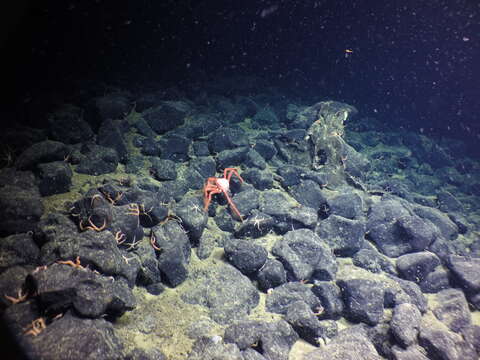 Image of deep-sea crab