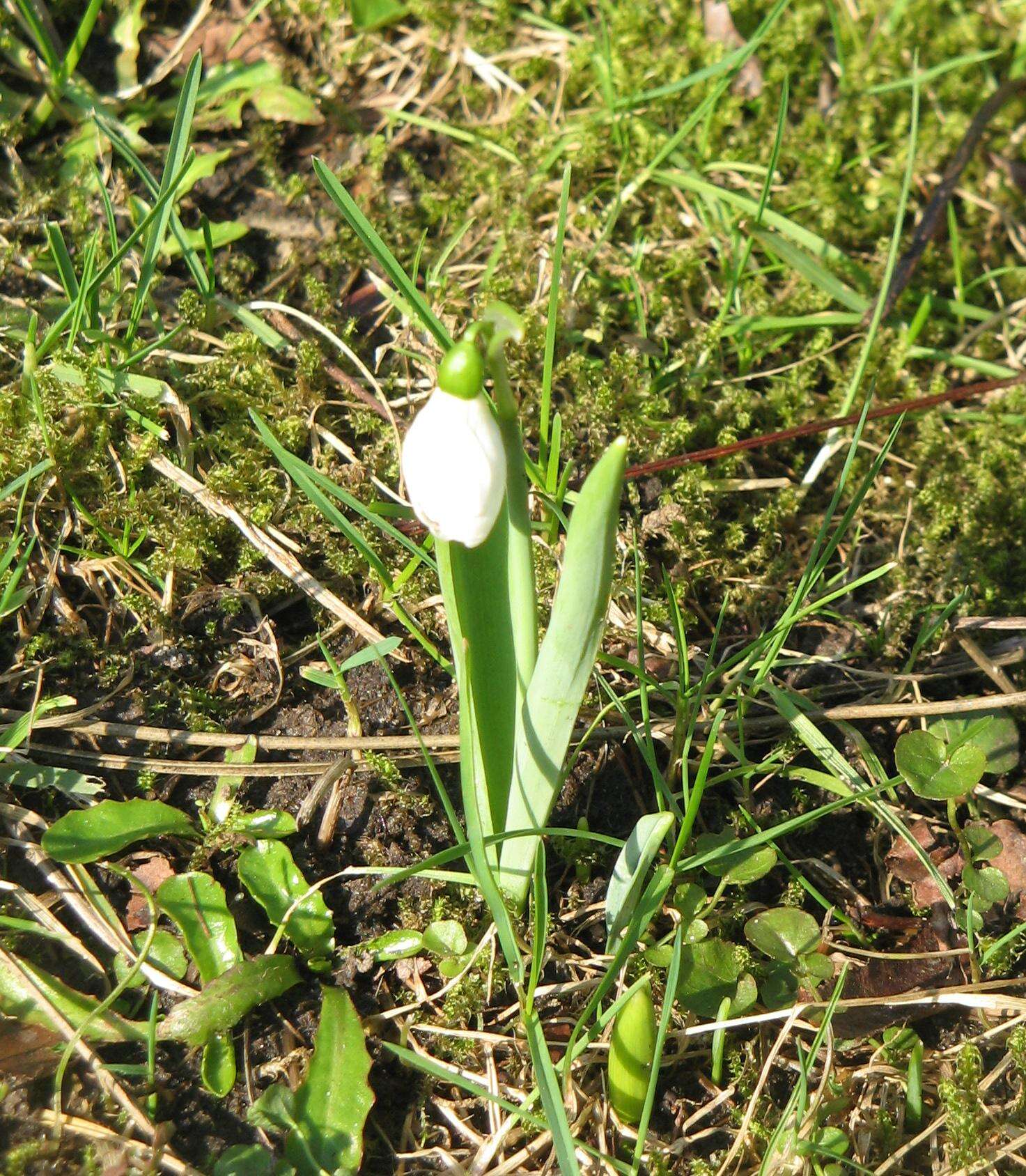 Image of giant snowdrop