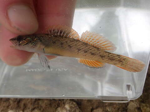 صورة Etheostoma virgatum (Jordan 1880)