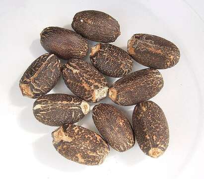 Image of Barbados nut