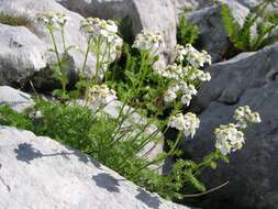 Image of yarrow