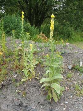 Image of Great Mullein