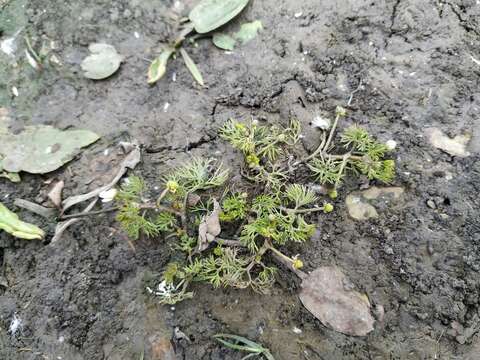 Image of Ranunculus rionii Lagger