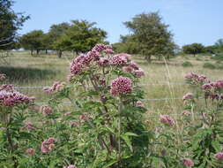 Image of hemp agrimony