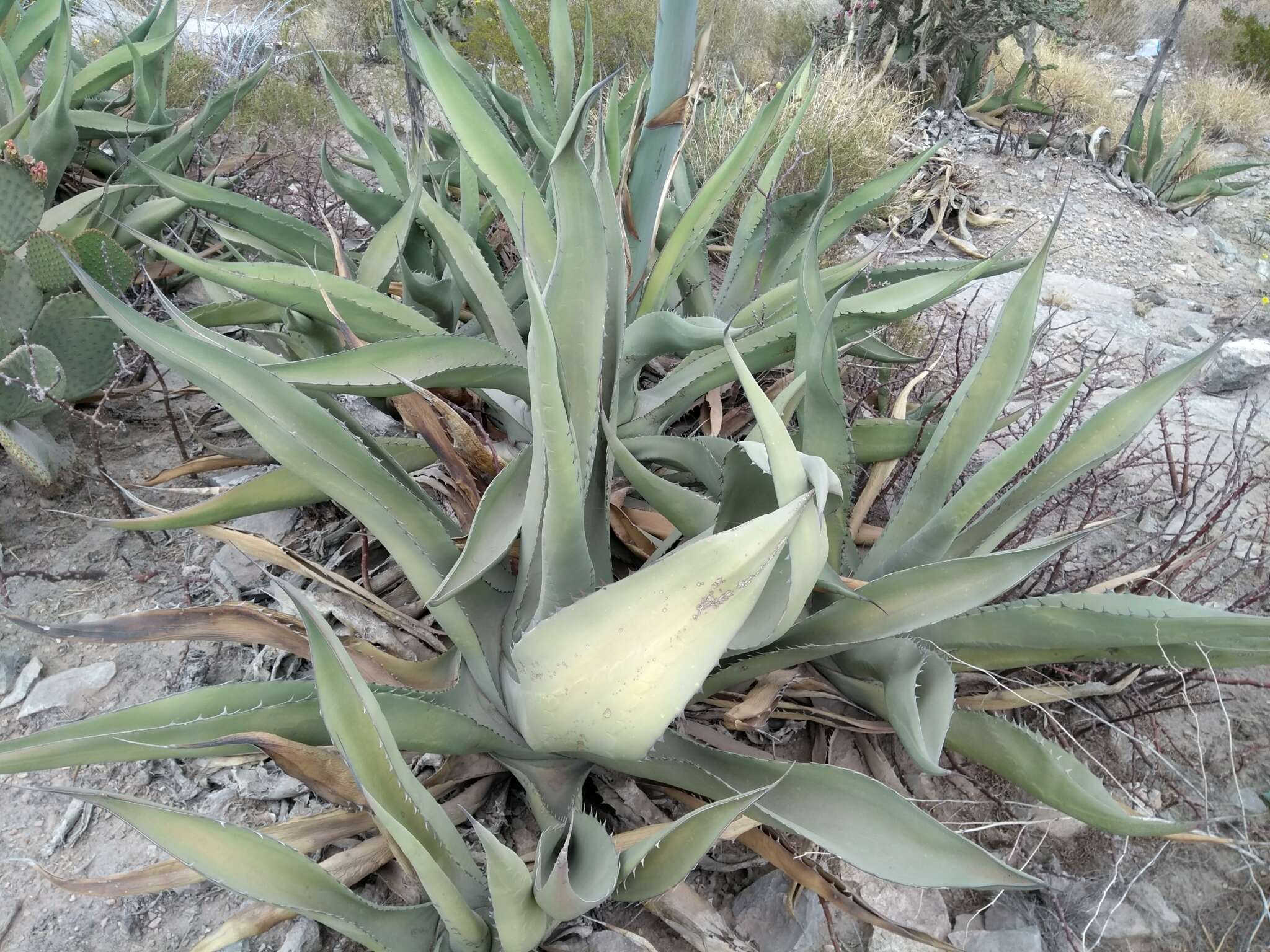 Image of Agave asperrima subsp. potosiensis (Gentry) B. Ullrich