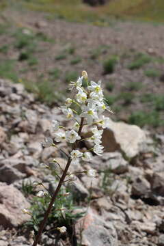 Image of Eremurus lactiflorus O. Fedtsch.