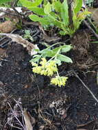 Image de Schizoglossum flavum Schltr.