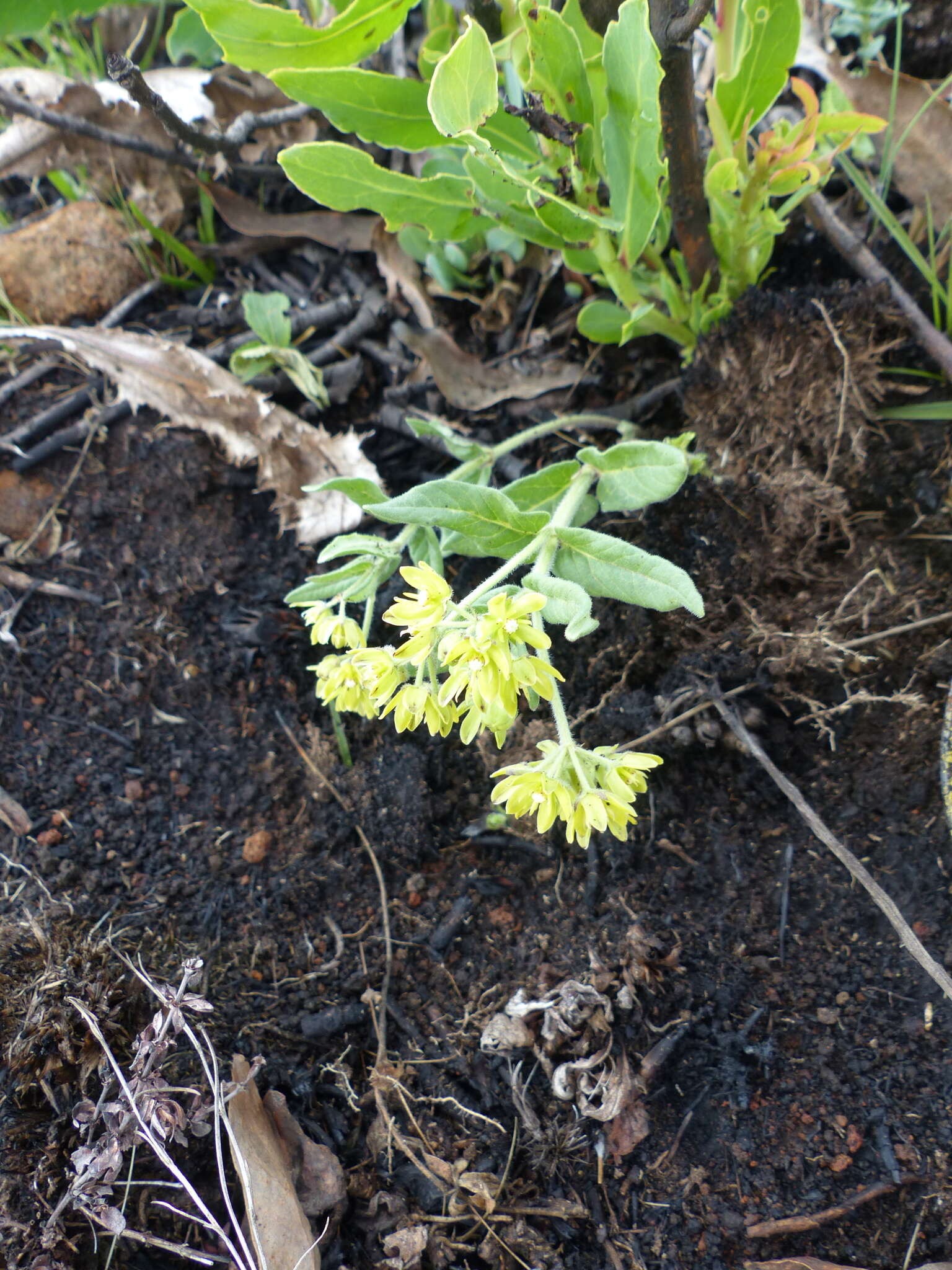 Image de Schizoglossum flavum Schltr.