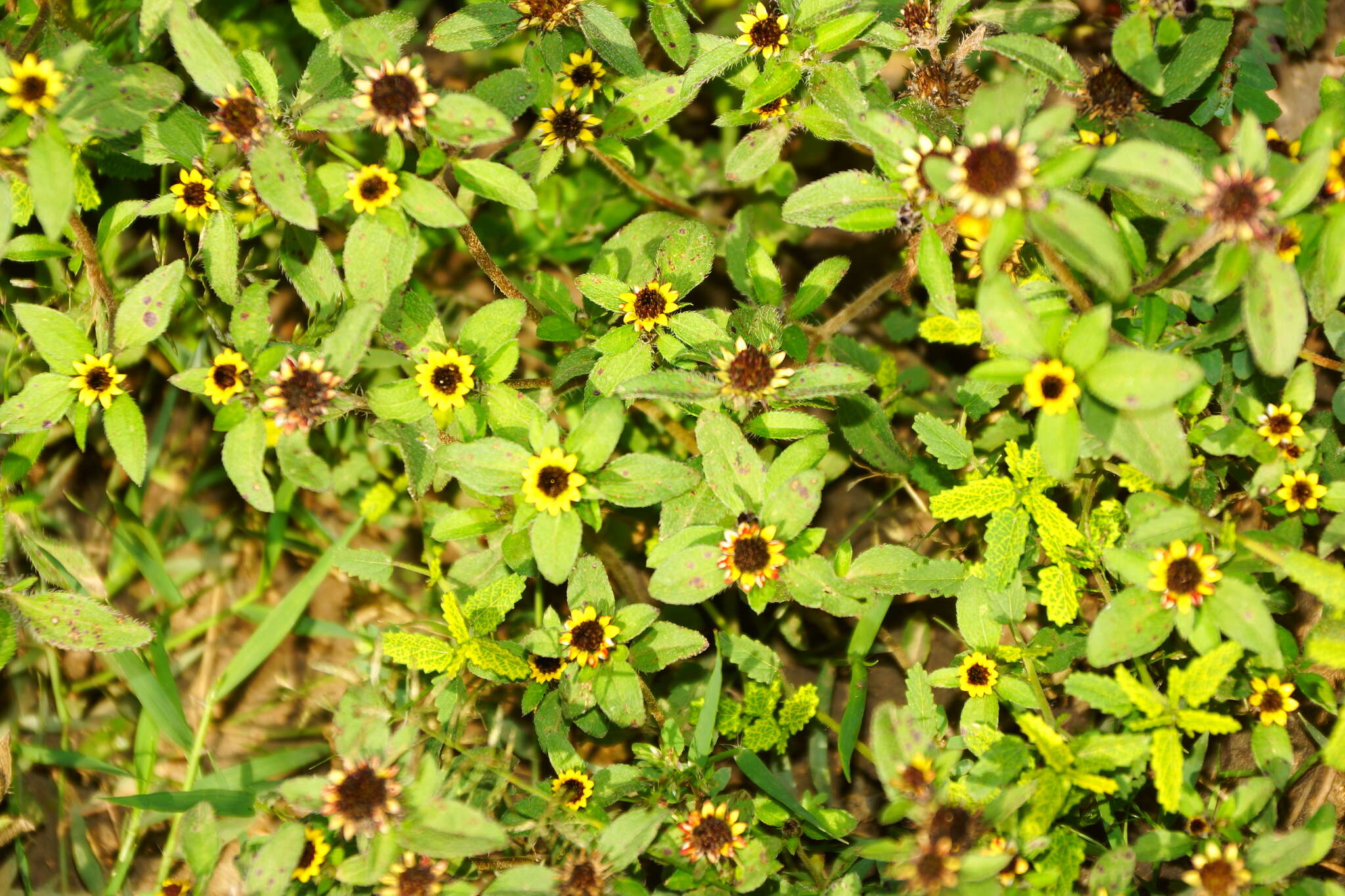 Imagem de Sanvitalia angustifolia Engelm. ex A. Gray