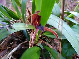 Image of Maxillaria cucullata Lindl.