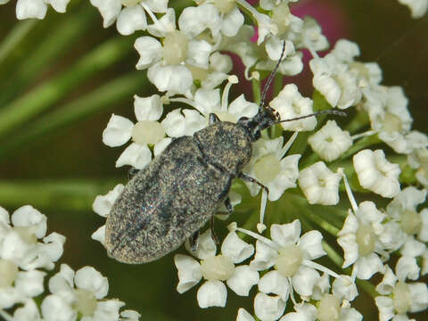 Imagem de Mycterus curculioides