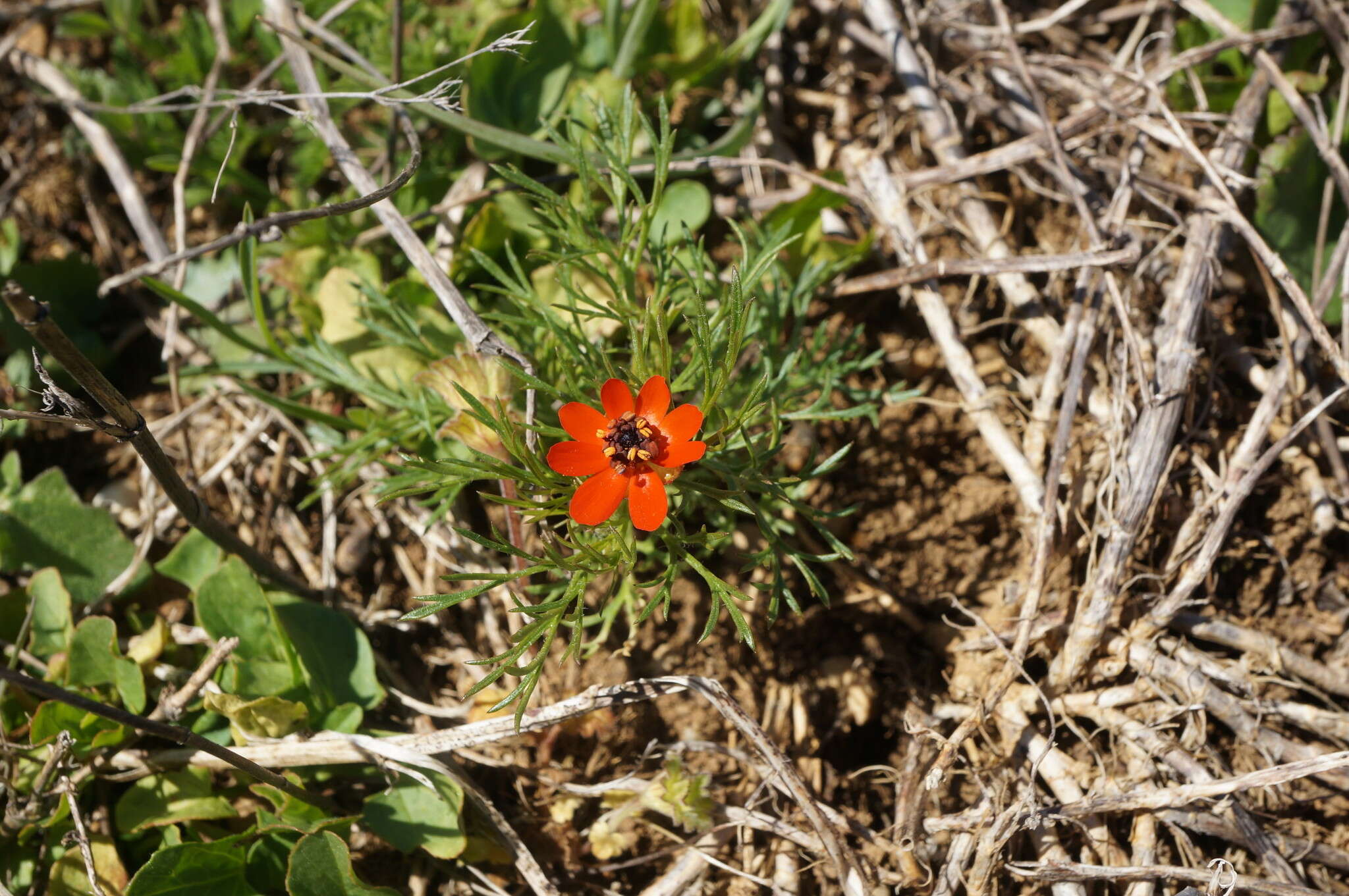 Image of flame adonis