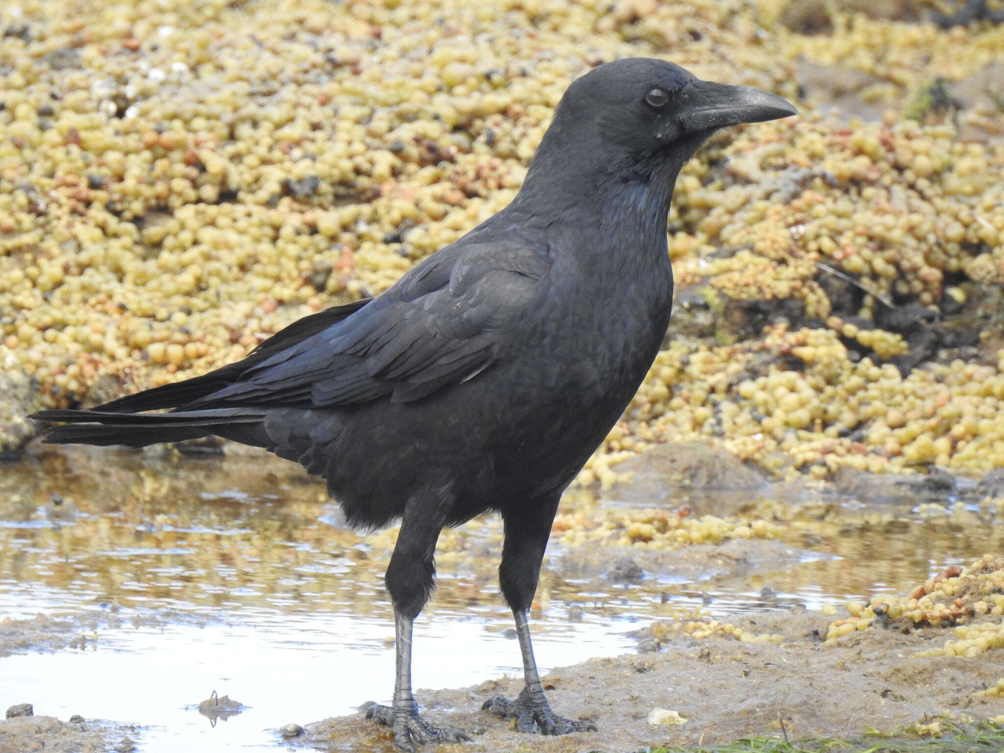 Image of Little Raven