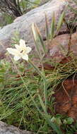 Imagem de Gladiolus floribundus Jacq.