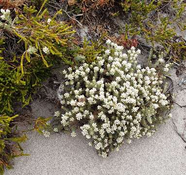 Image of Sand Everlasting