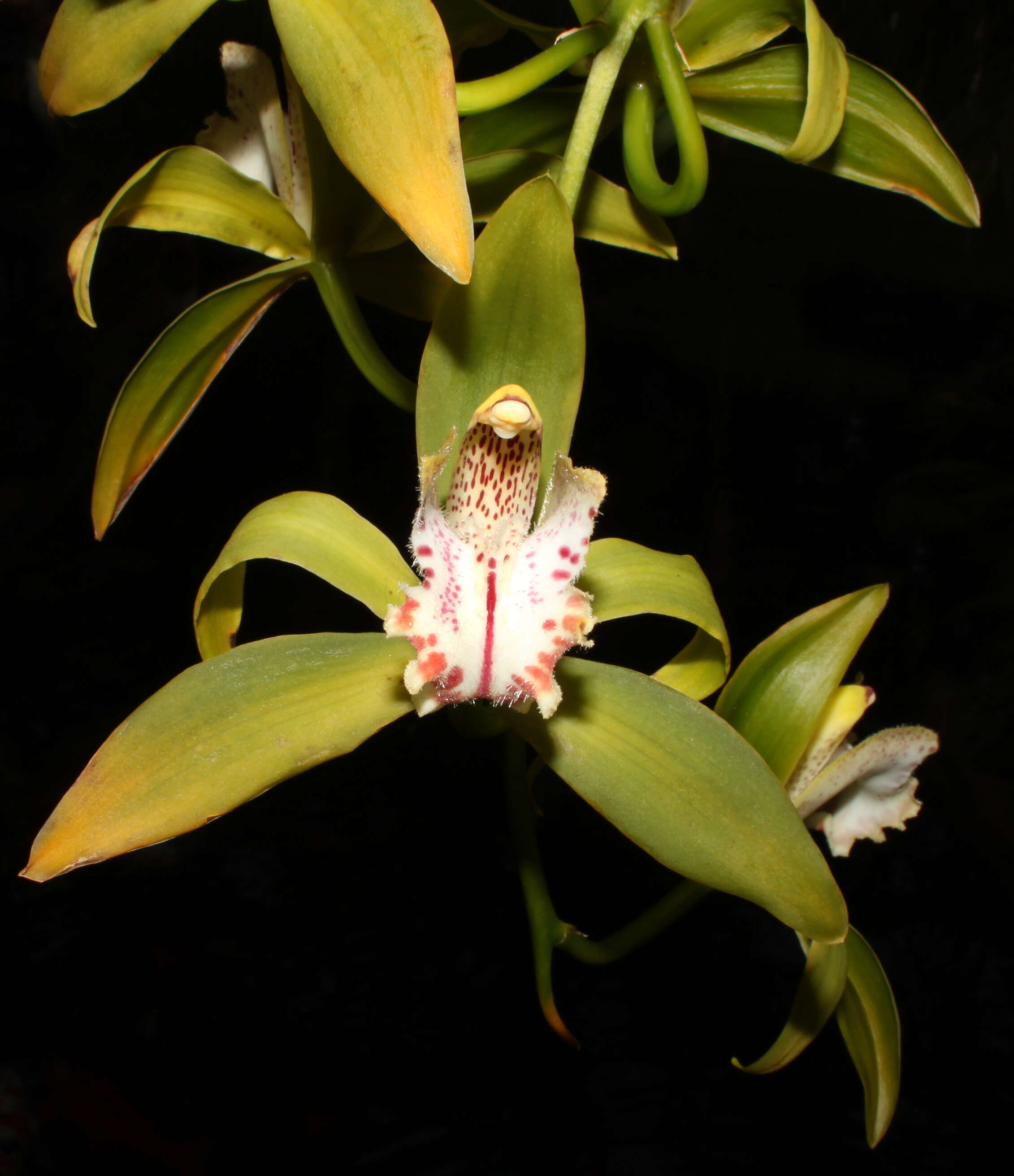 Image of Cymbidium hookerianum Rchb. fil.