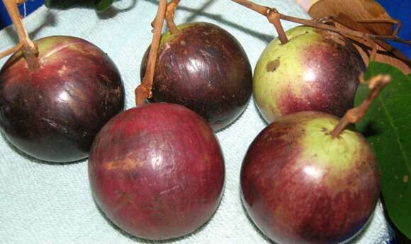 Image of star apple