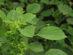 Image de Acalypha indica var. indica