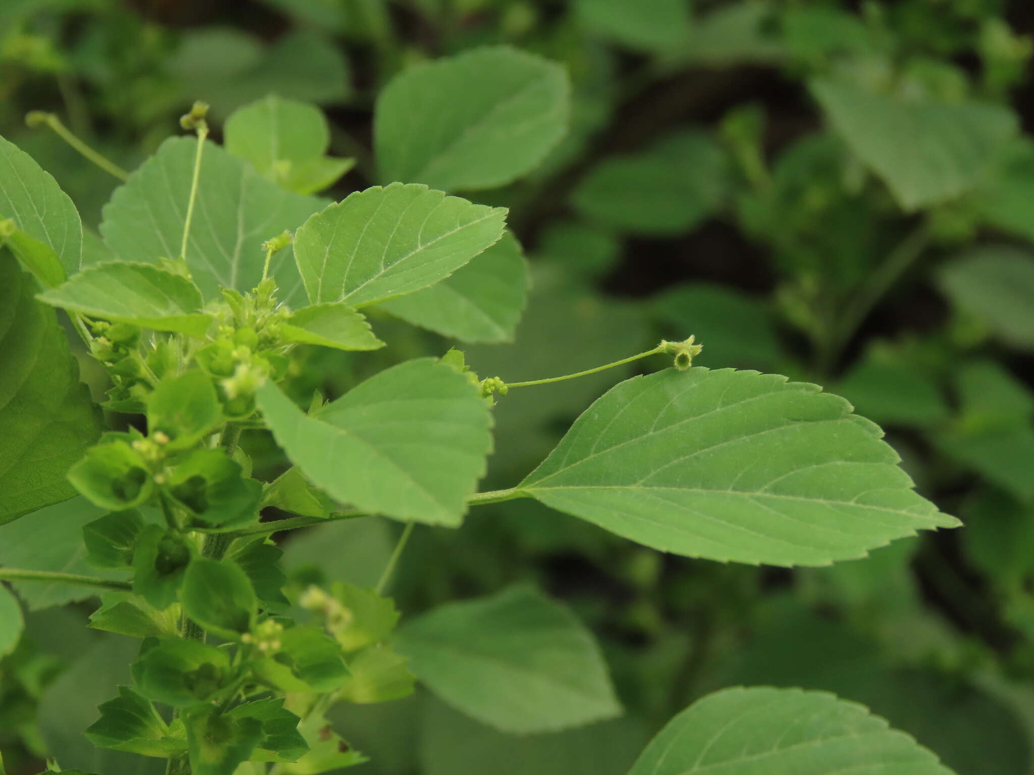 Image de Acalypha indica var. indica