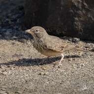 Image of Desert Lark