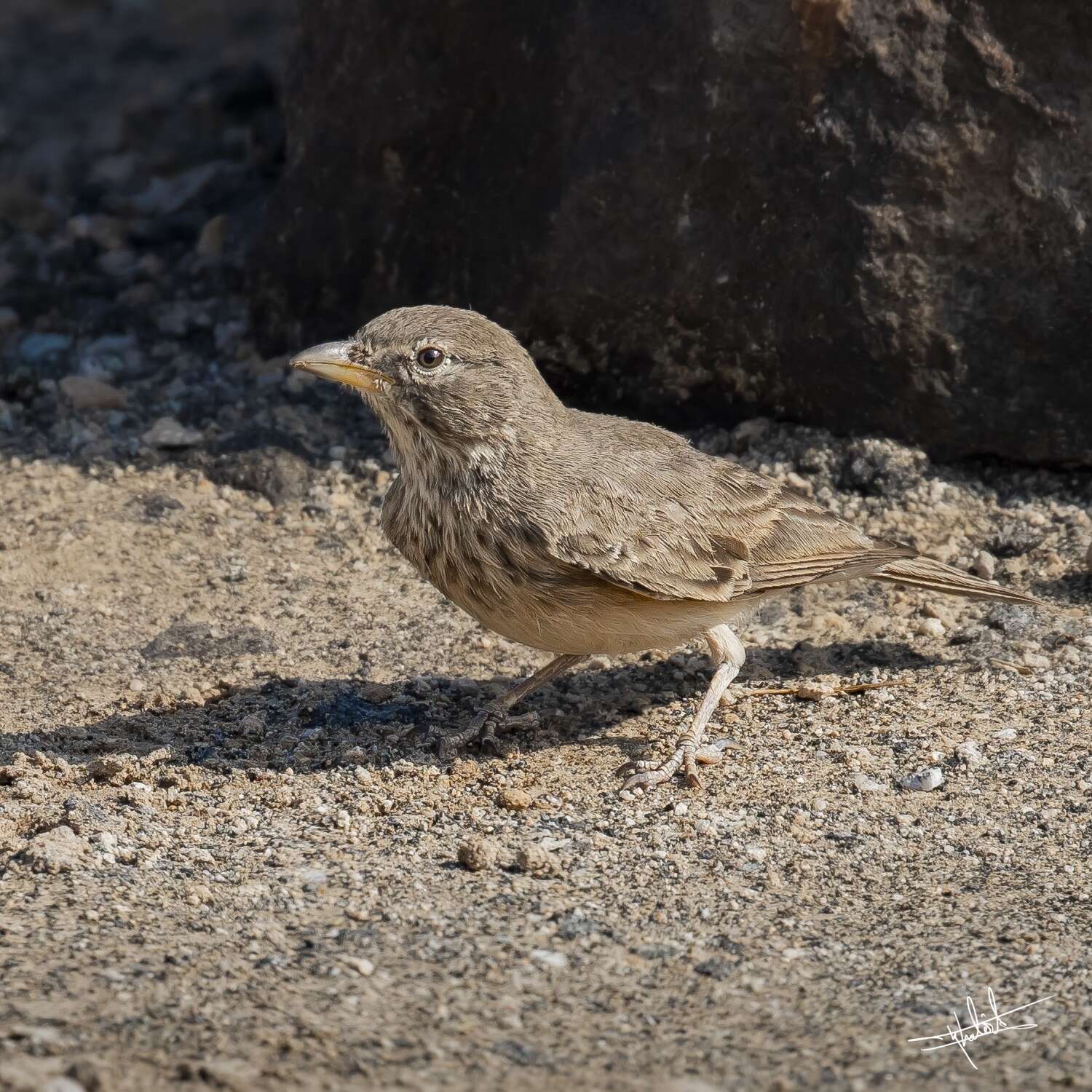 Image of Desert Lark