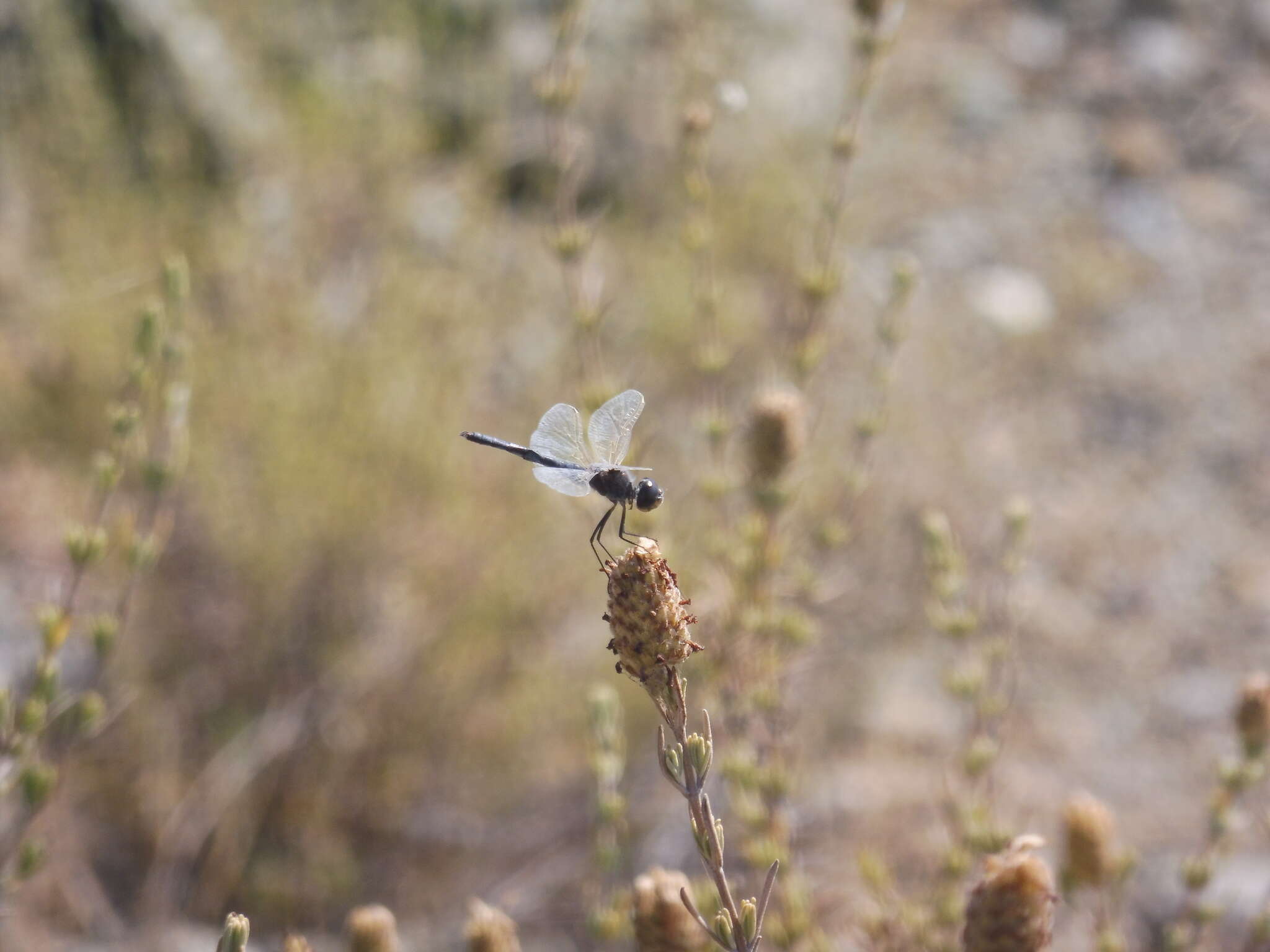 Imagem de Selysiothemis Ris 1897