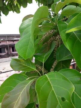 Image de Terminalia bellirica (Gaertn.) Roxb.