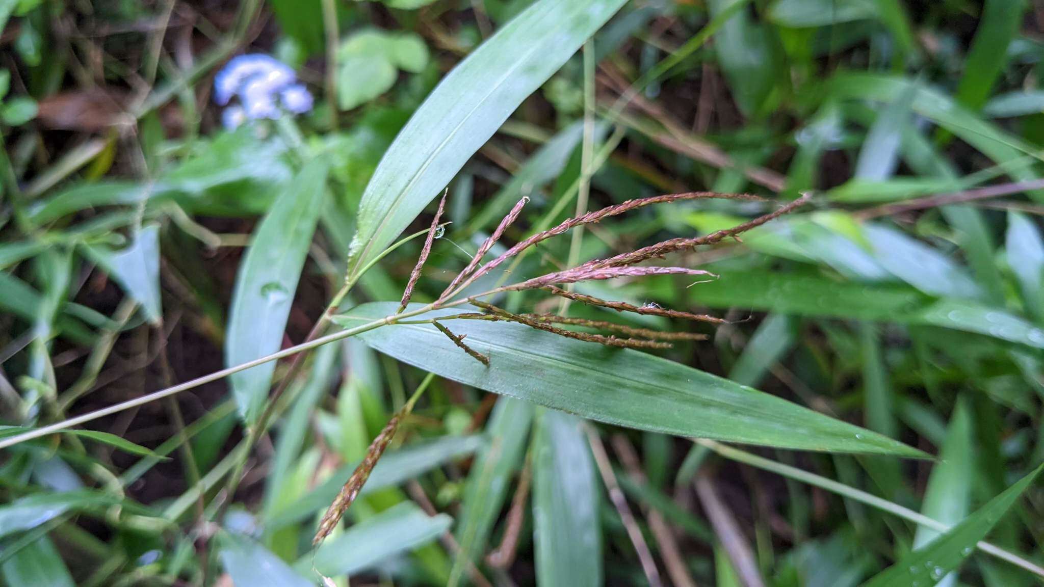 صورة Microstegium fasciculatum (L.) Henrard