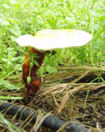 Image of lingzhi mushroom