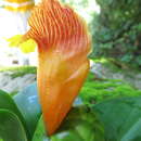 Imagem de Costus pictus D. Don