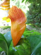 Image of Costus pictus D. Don