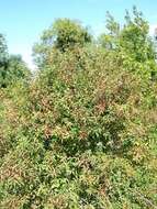 Image of Common spindle tree