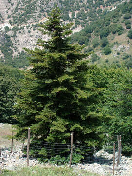 Imagem de Abies nebrodensis (Lojac.) Mattei