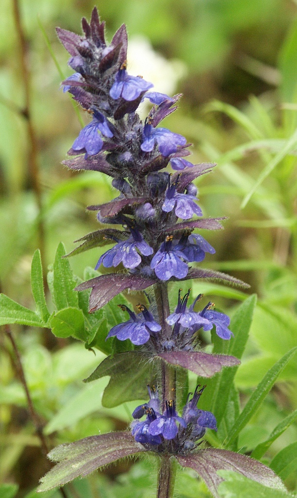 Ajuga genevensis (rights holder: Bernd Haynold)