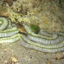 Image of Beaded Sea Cucumber